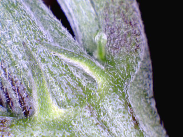 SnapShot2