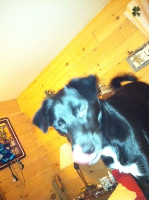 Snoopins tongue