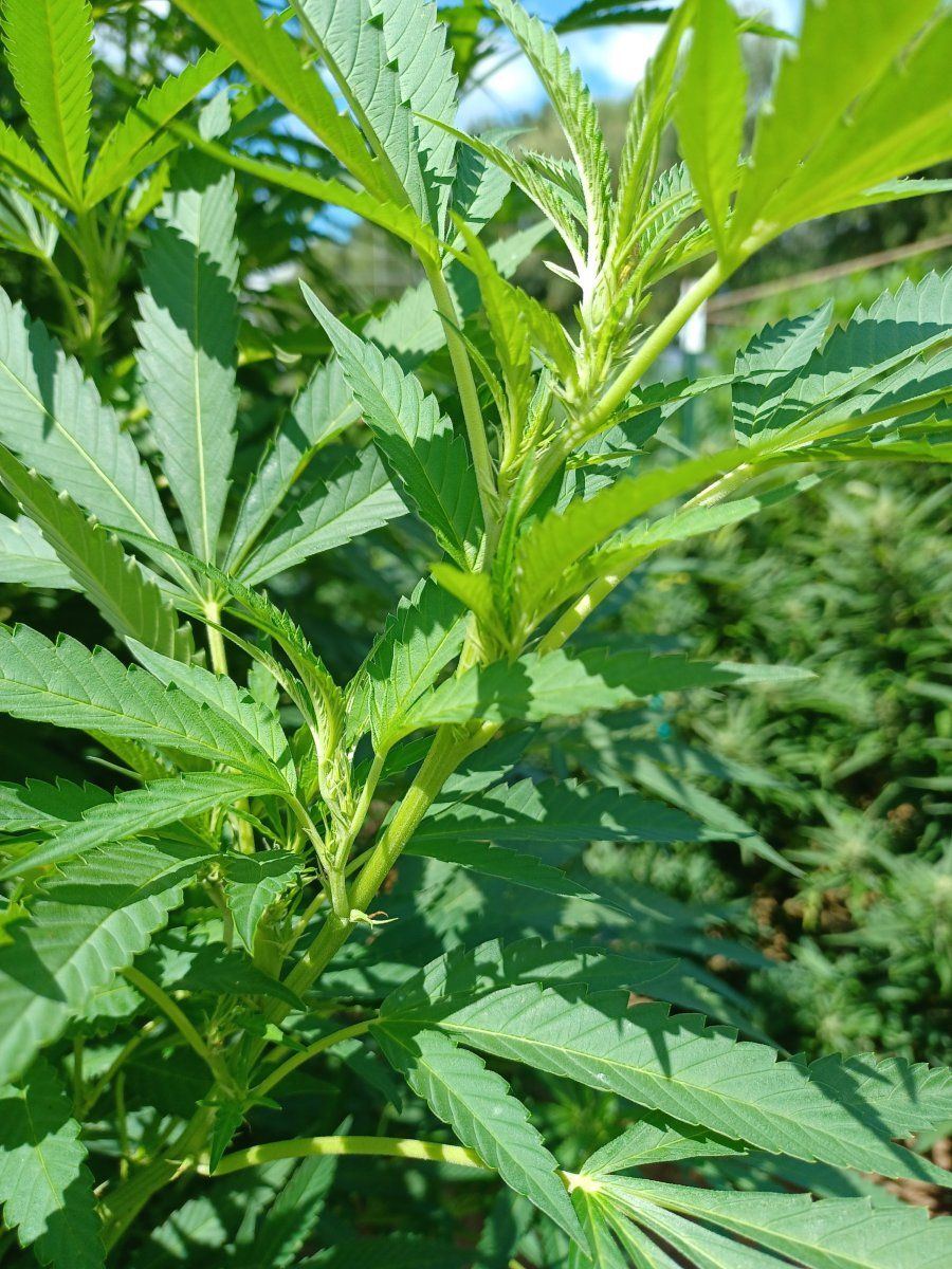 Snow Angel bud