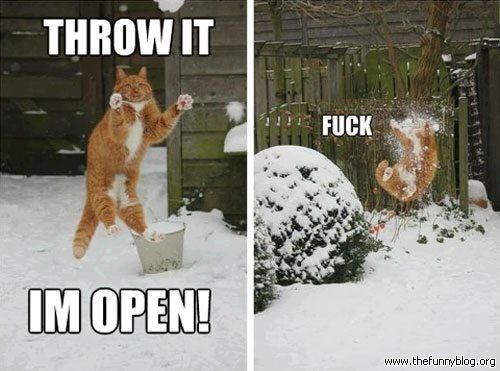 Snow fight funny cat meme