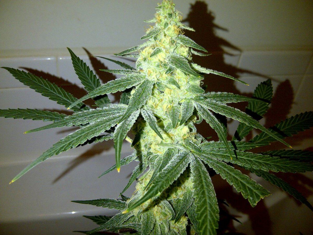 Snow leopard 2 day 45 cola