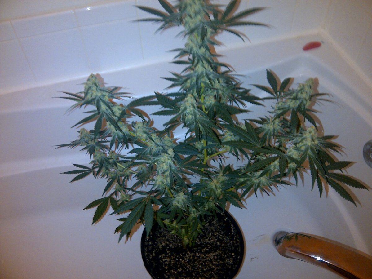 Snow leopard 2 day 45 flush