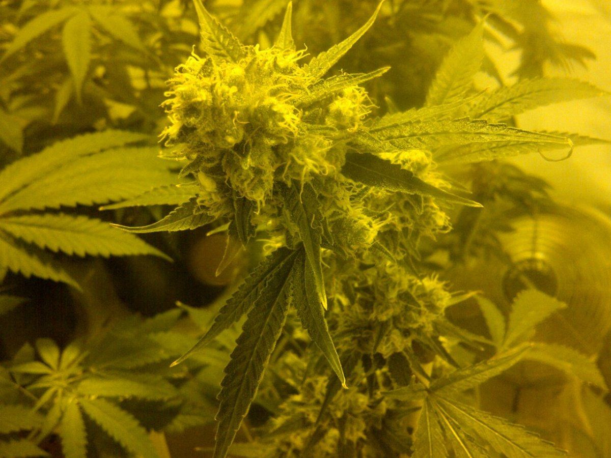 Snow leopard 4 day 59