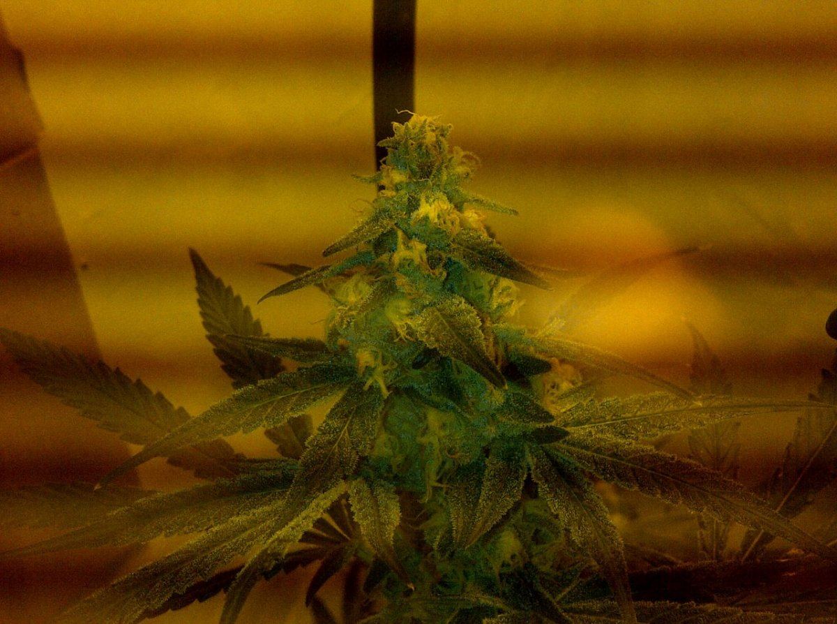Snow leopard day 44