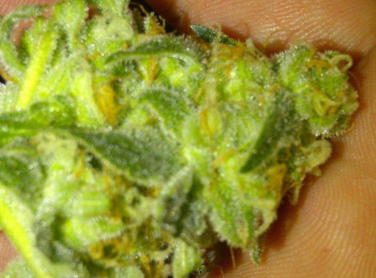 Snow leopard day 45 sample