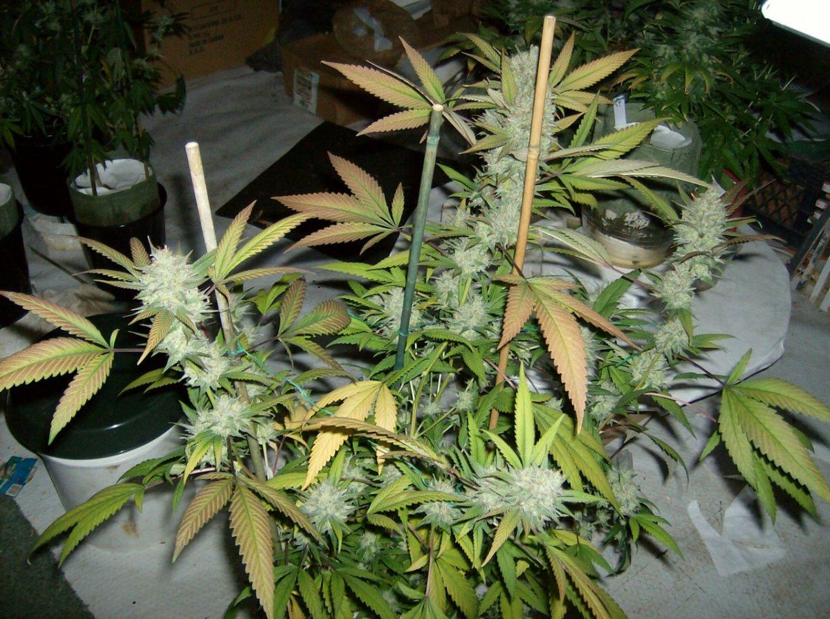 Snow Queen  66 Days Chop 5