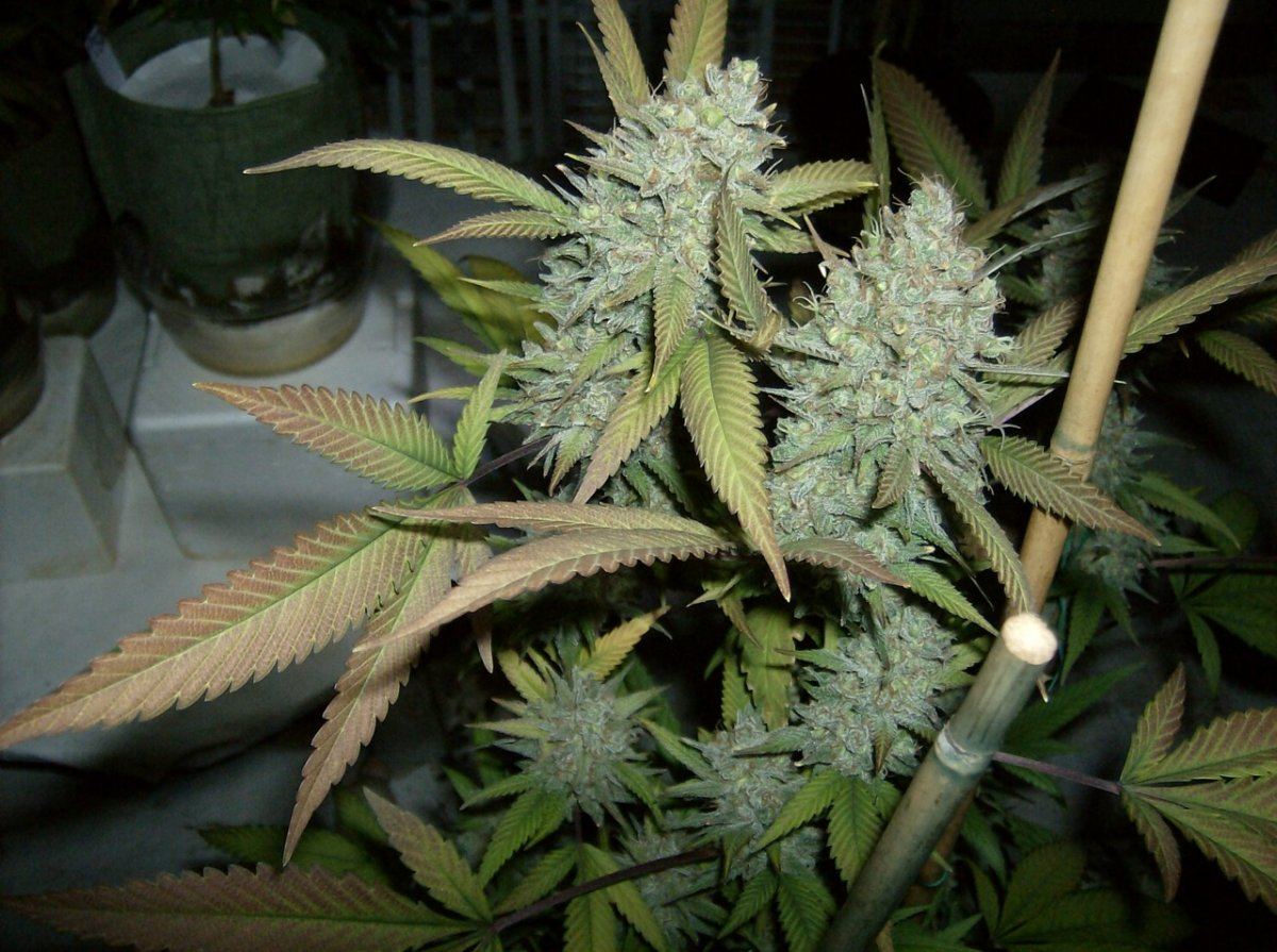 Snow Queen  66 Days Chop 7