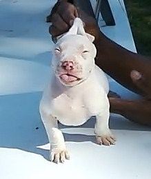 Snow white