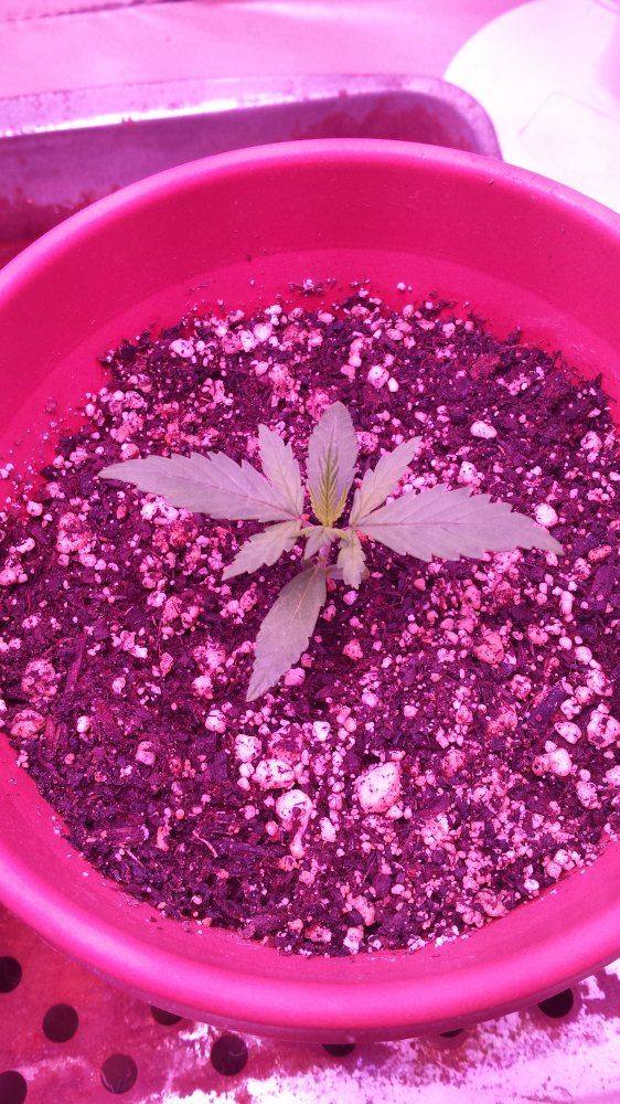 Snow white strain starting another grow 3