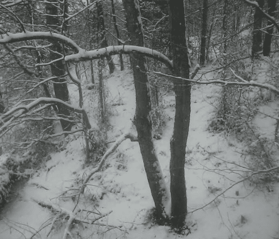 Snow11718