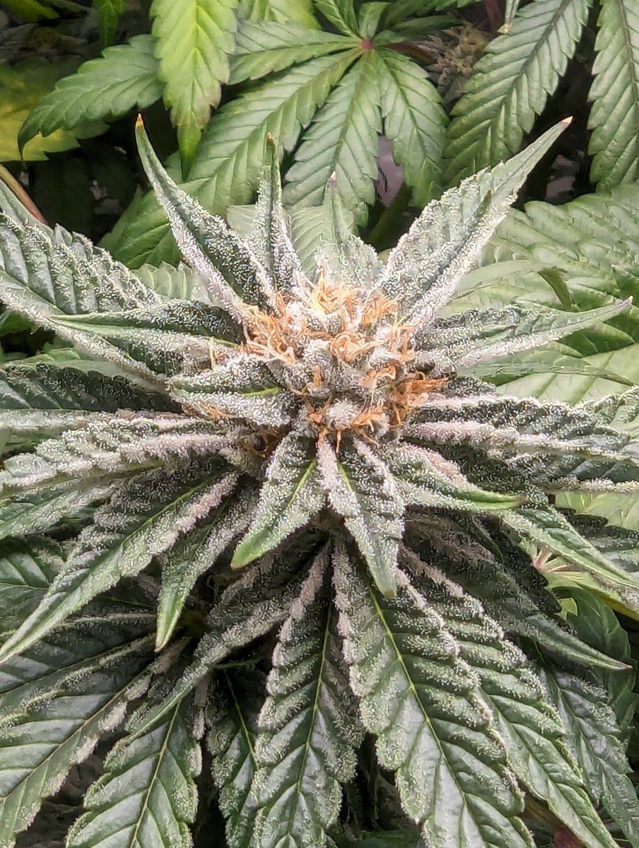 Snow2