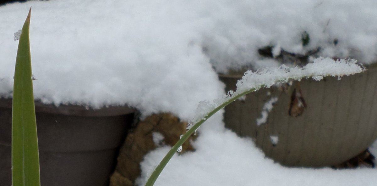 Snow 1
