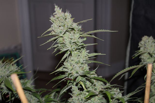 Snowcap