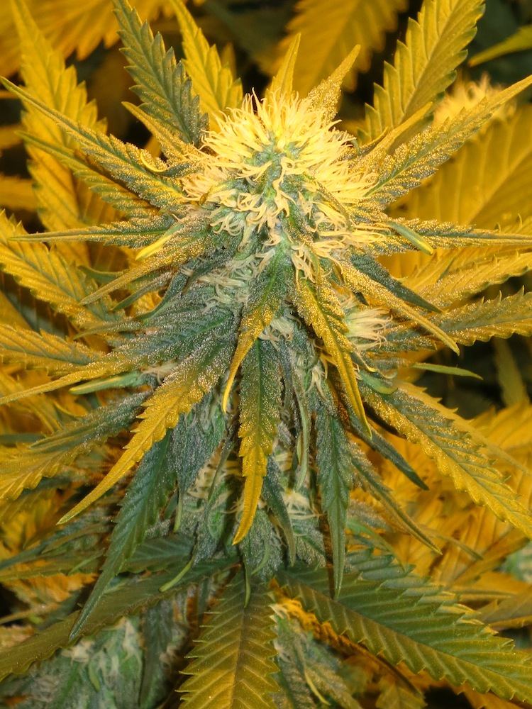 SNOWCAP sf