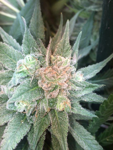 Snowcap x 4