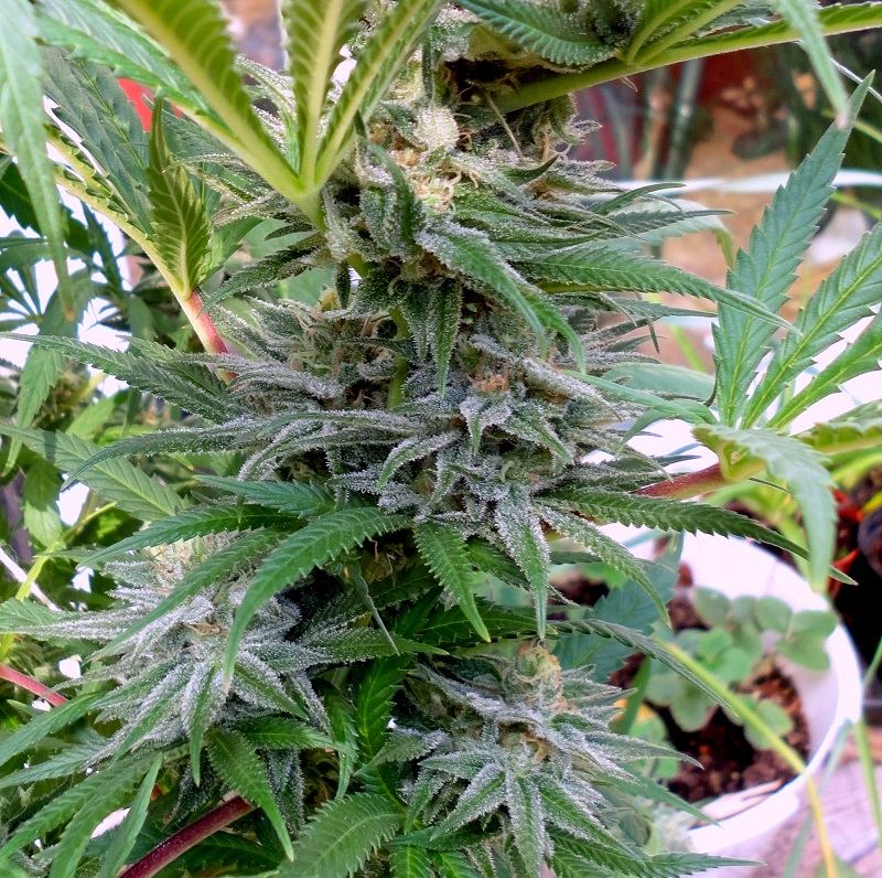 Snowcap x hog s pheno x train