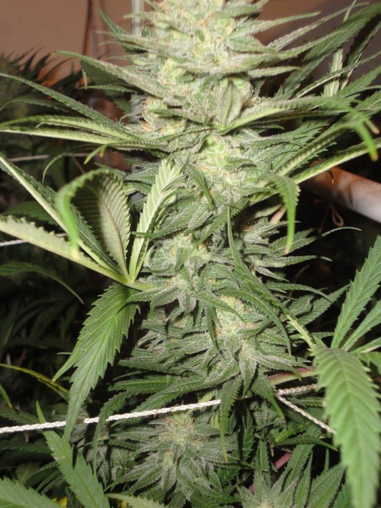 Snowcap x hog train 4