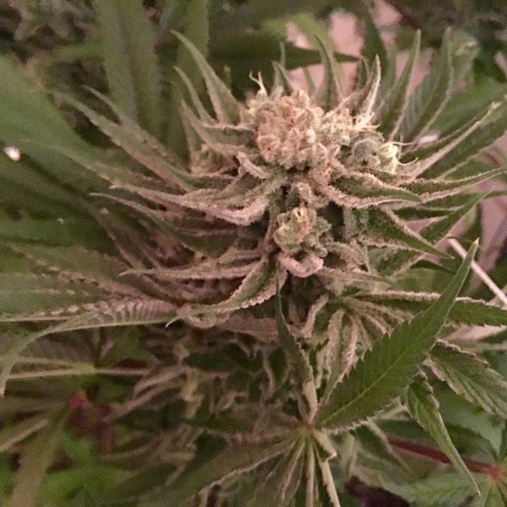 Snowcap x hog x train 4 pheno 8