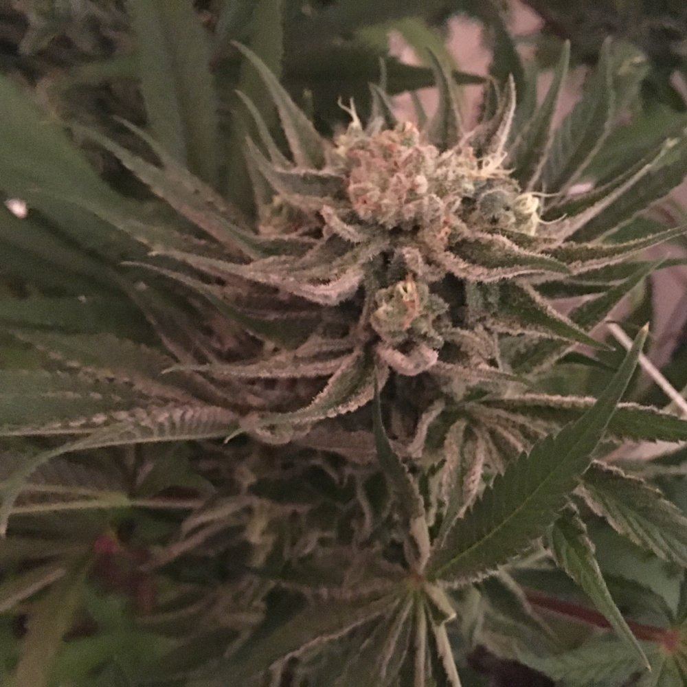 Snowcap x hog x train pheno 4 pheno 8
