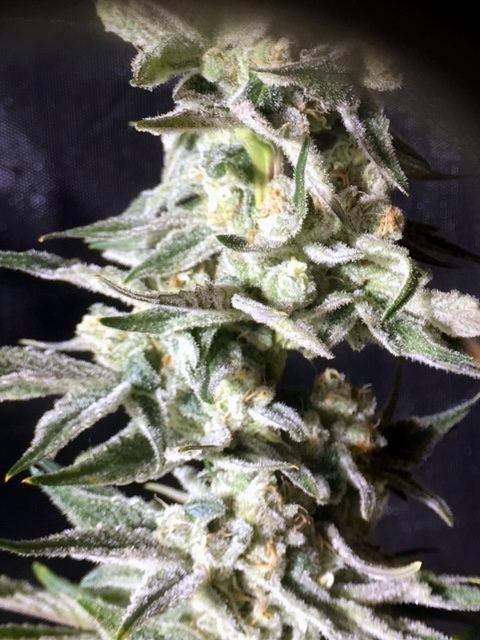 Snowcap x la hogsbreathe 8