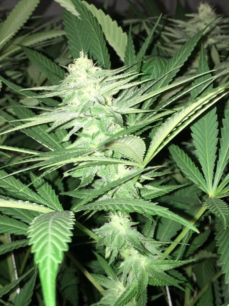 Snowcap xhog x train 4 pheno 8