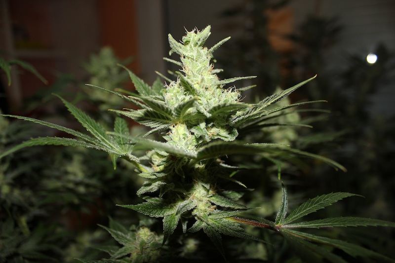 Snowdawg seeded pics