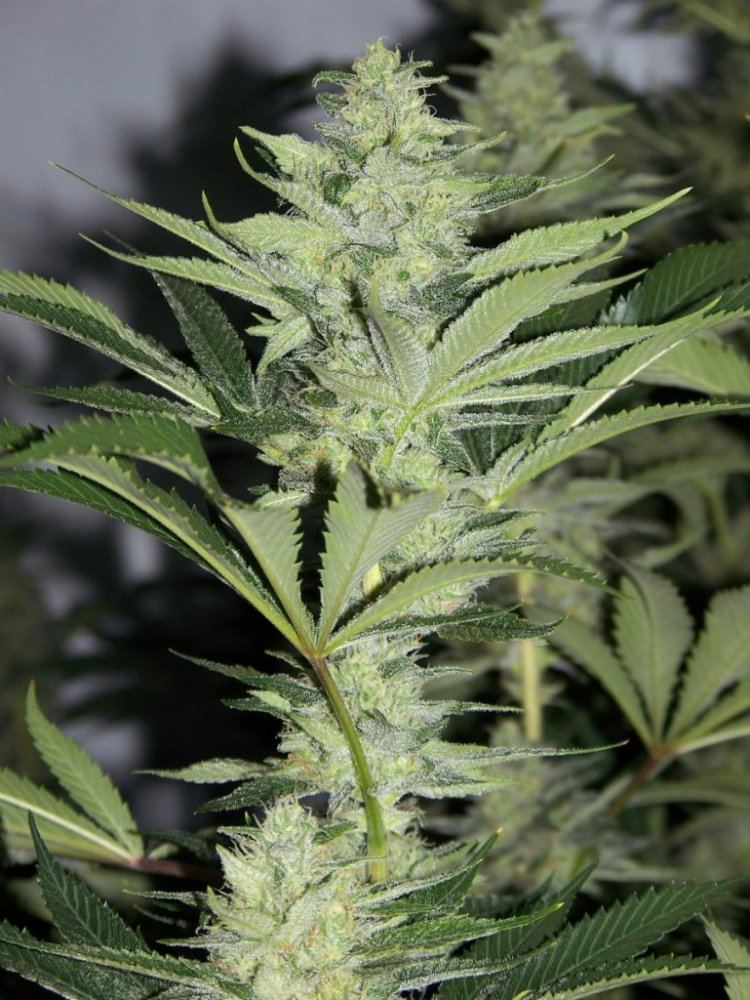 Snowdawgsis 40 days 002