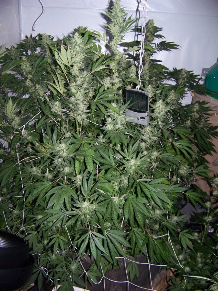 Snowdawgsis 40 days 009