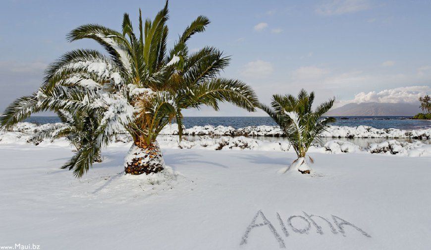 Snowed Coconut Tree