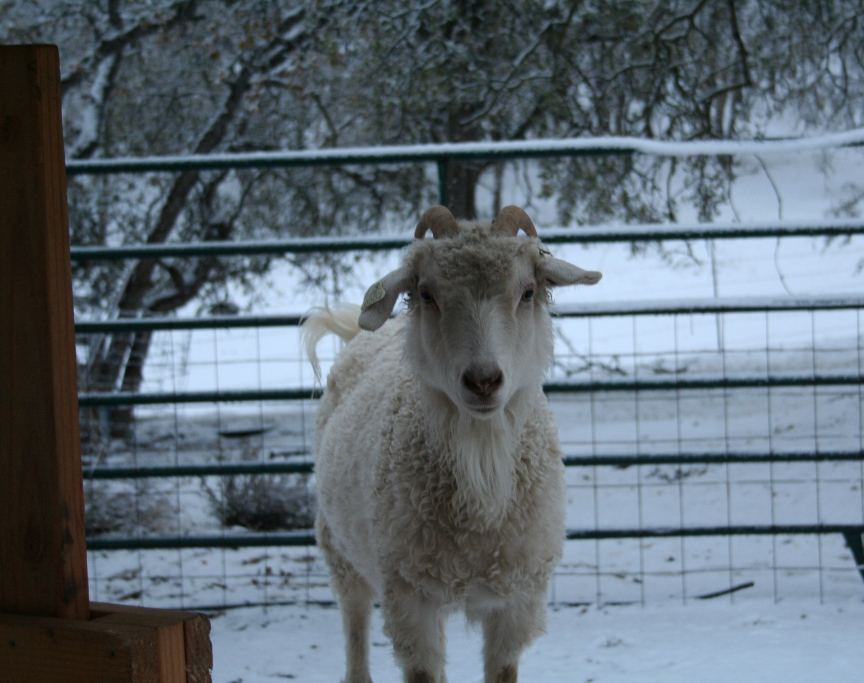 Snowgoat