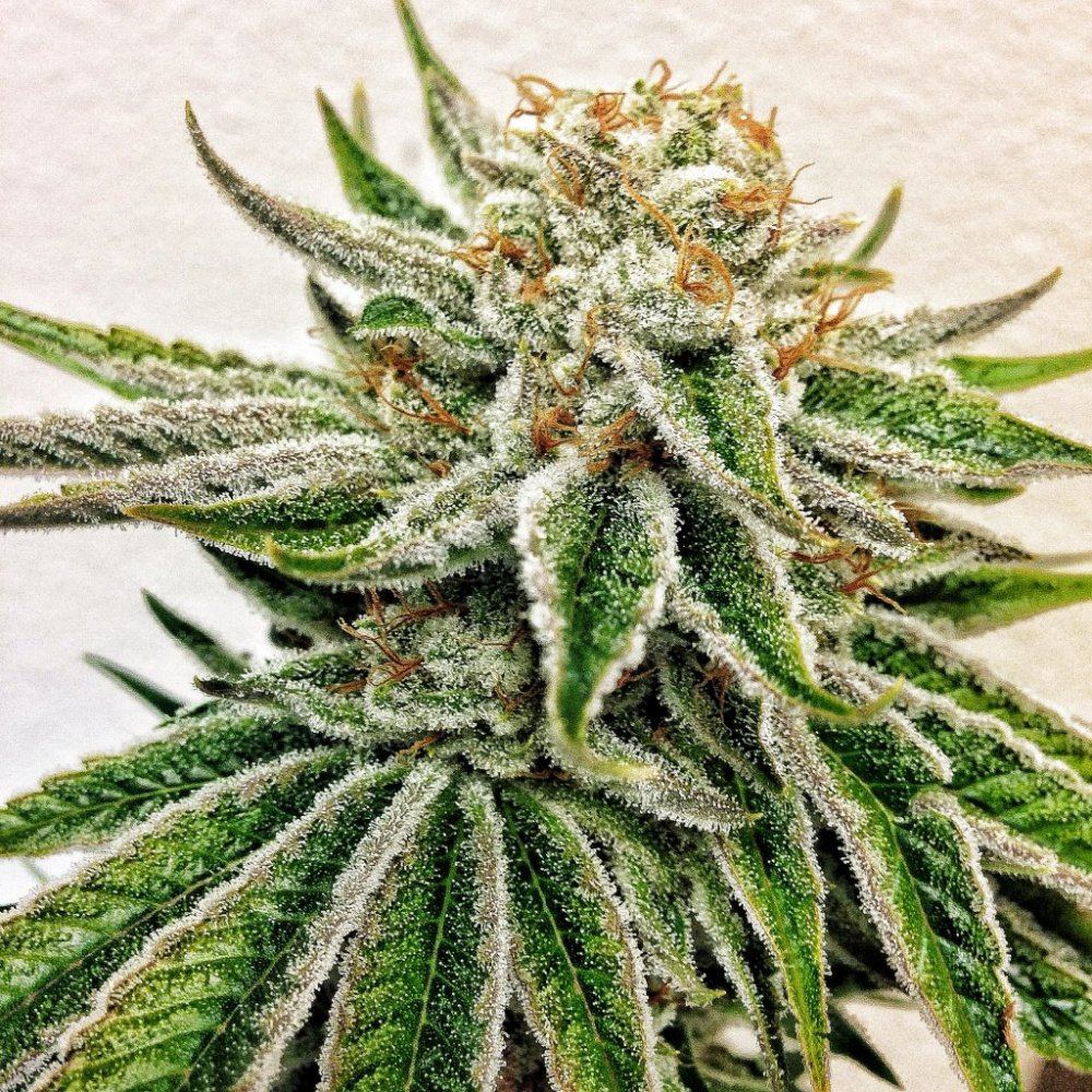 Snowmonster