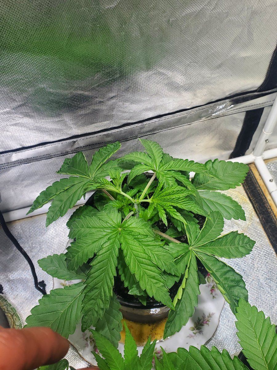 So heres my 2nd real grow looking good 10