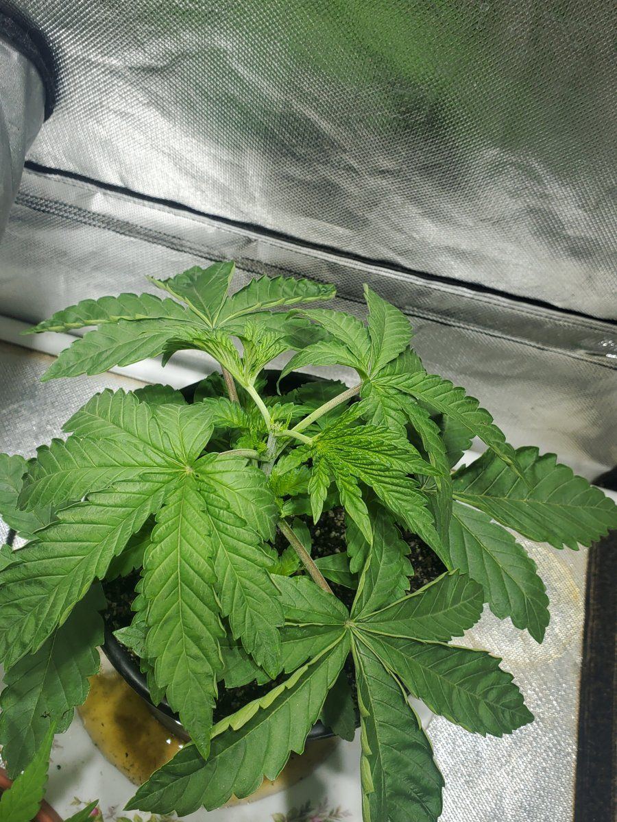So heres my 2nd real grow looking good 9