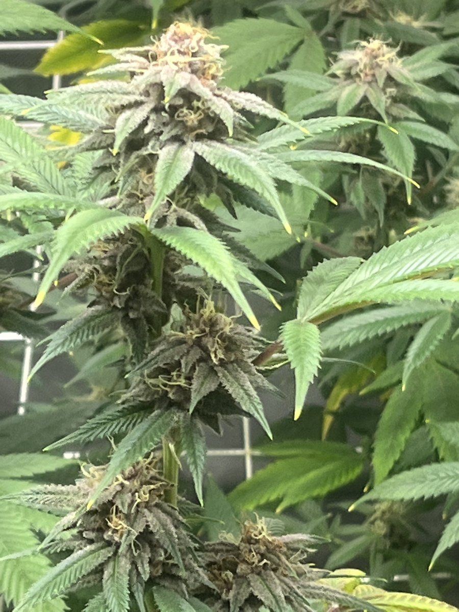 So my buddy talking shit about my buds 2