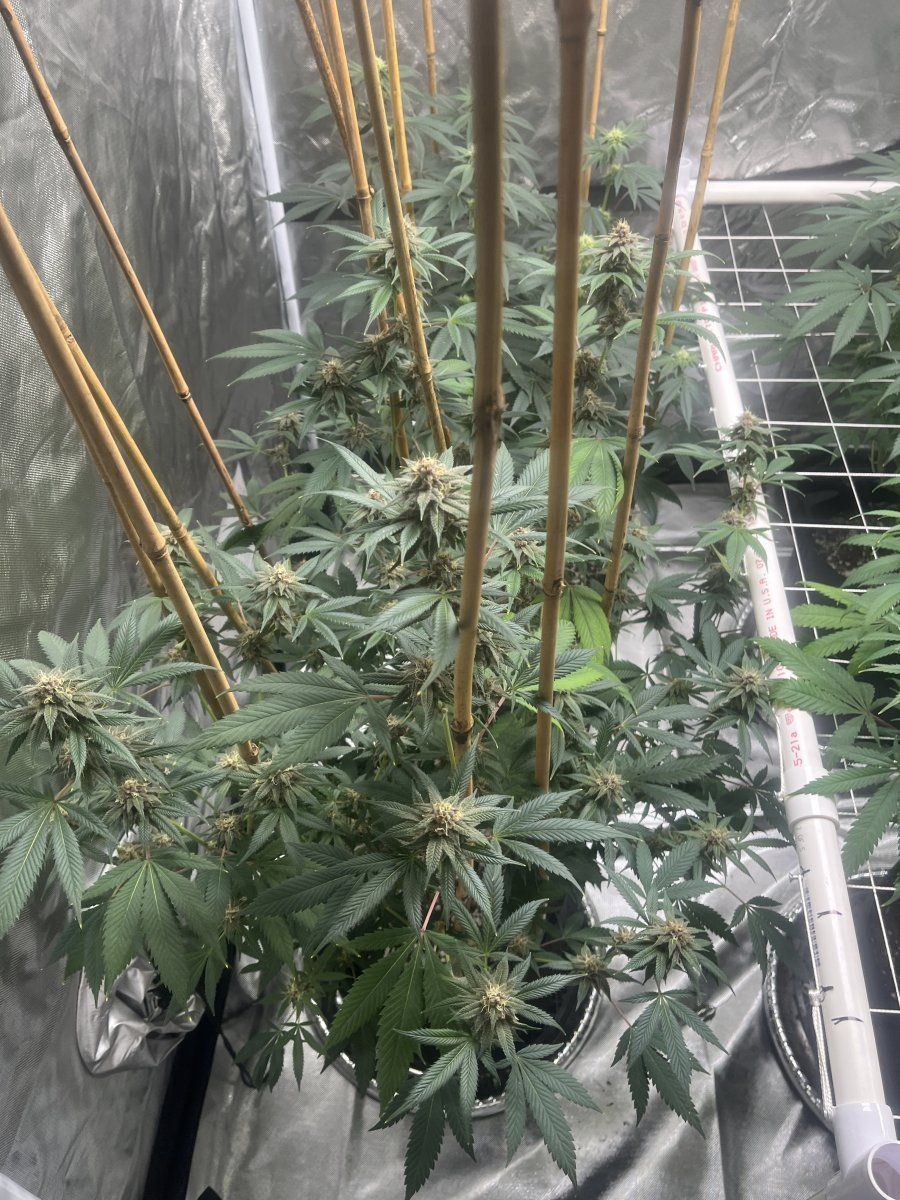 So my buddy talking shit about my buds 4