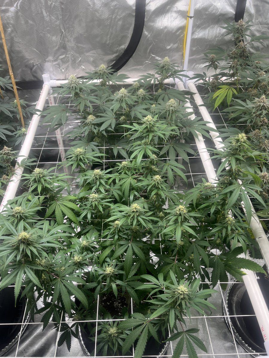 So my buddy talking shit about my buds 5