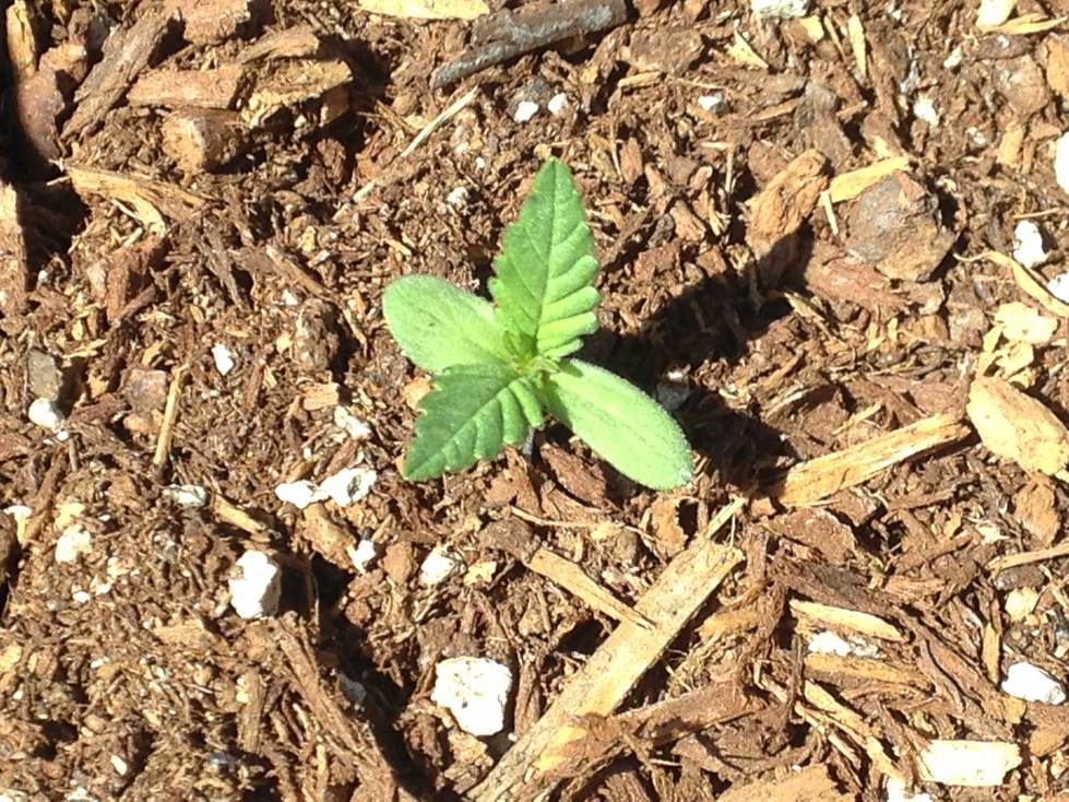 Socal autoflower small cheap outdoor grow 4