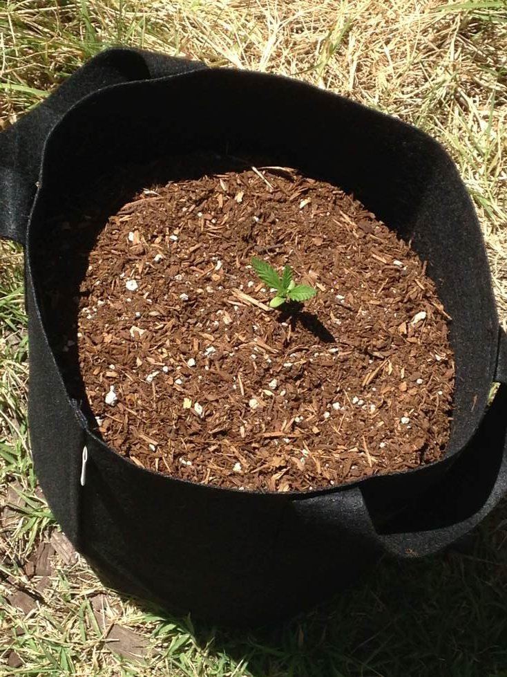 Socal autoflower small cheap outdoor grow 5