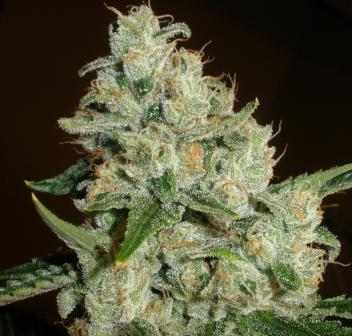 Socaldam og photo