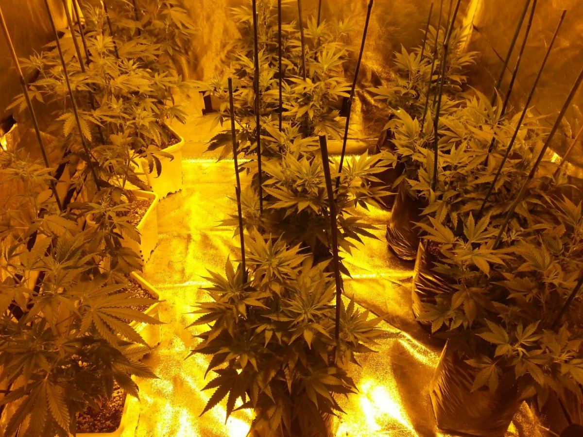 Sodms 600w 4x4 log