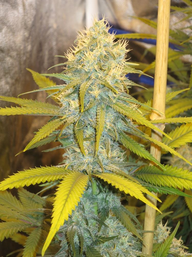 SODURBAN sf