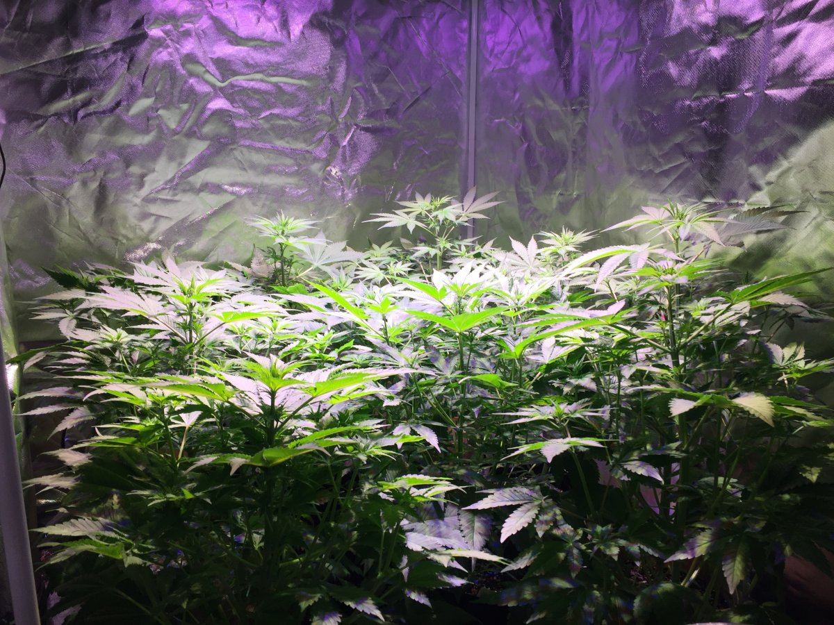 Sog 10 plants in a 4x4 4