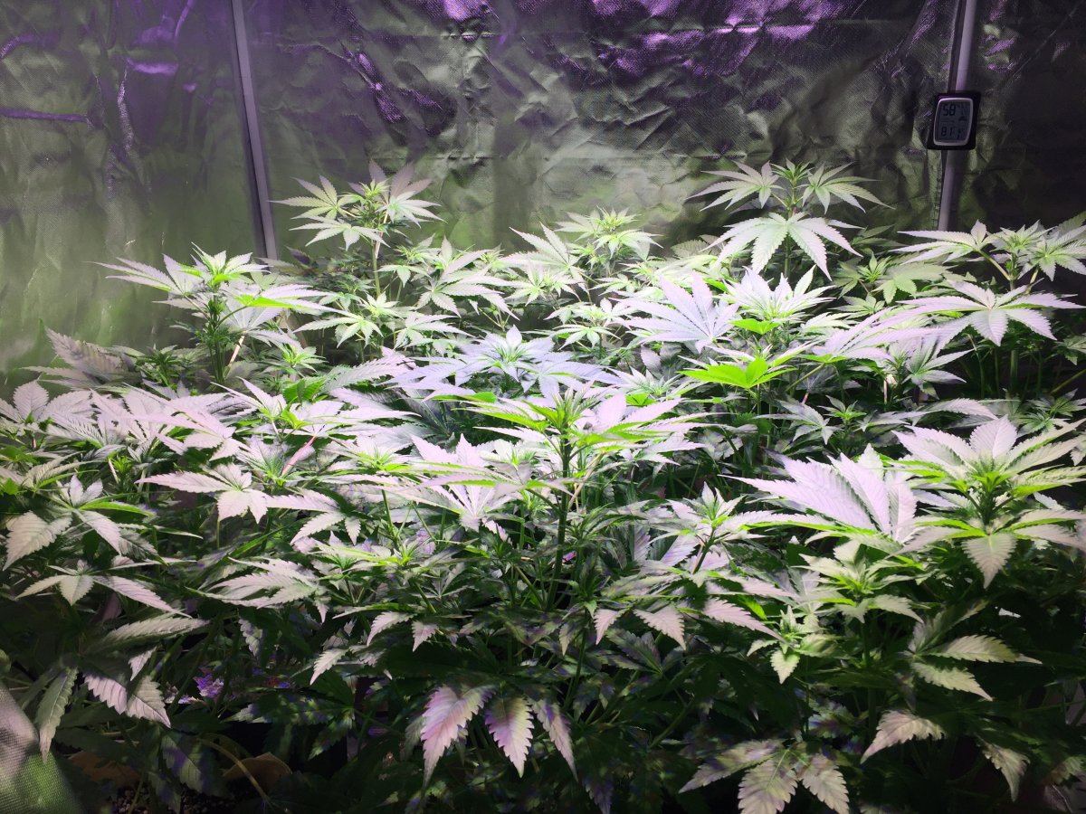 Sog 10 plants in a 4x4