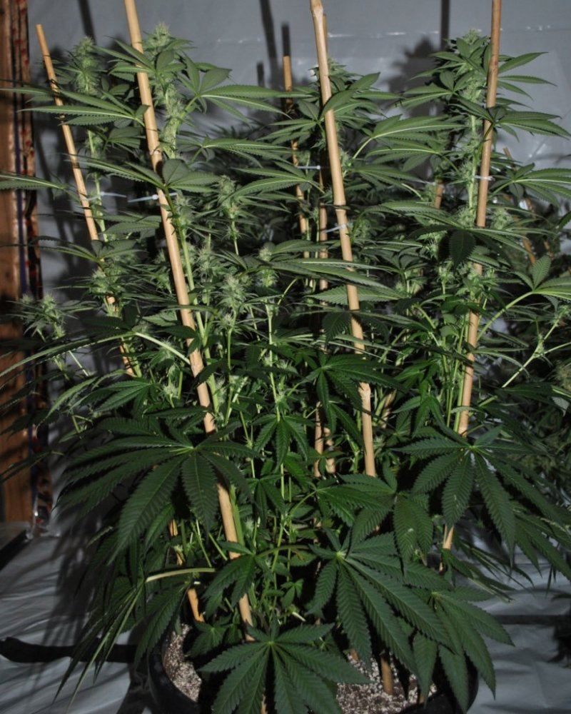 SOG FLOWER10