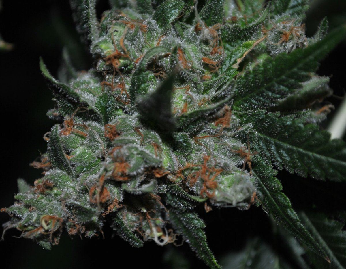 Sog flower13