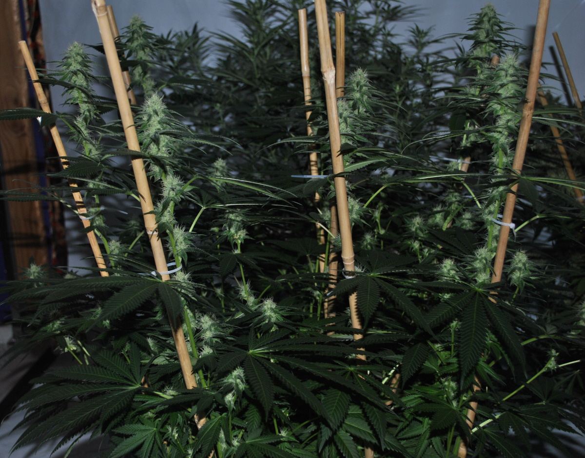 SOG FLOWER7