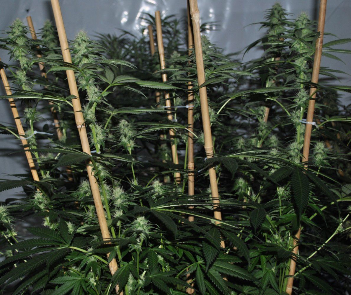SOG FLOWER8