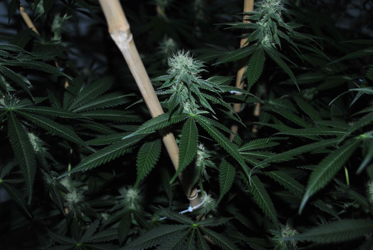 SOG FLOWER9