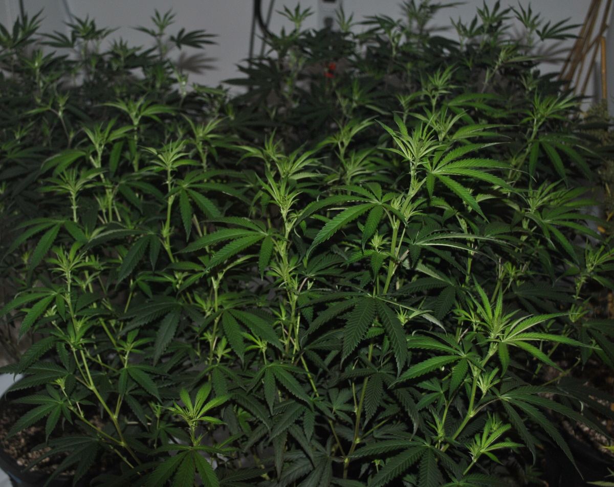 SOG8 5 13FLOWER1
