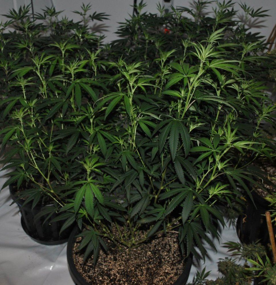SOG8 5 13FLOWER2